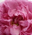 Bijoux Piaget Rose pour la Saint-Valentin